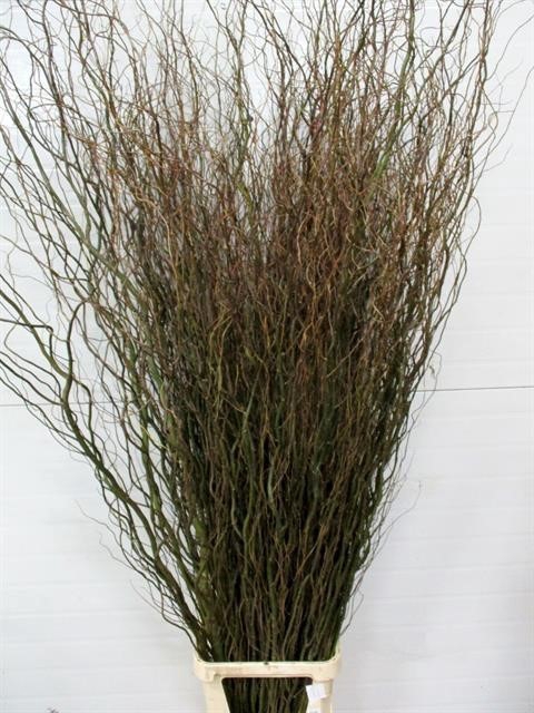 <h4>Salix kronkelwilg</h4>