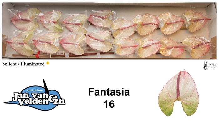 <h4>Fantasia 16</h4>