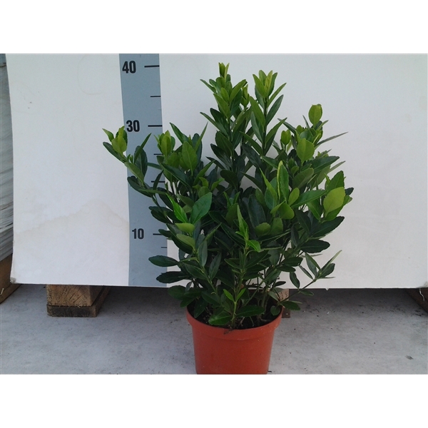 <h4>Euonymus Japonica</h4>