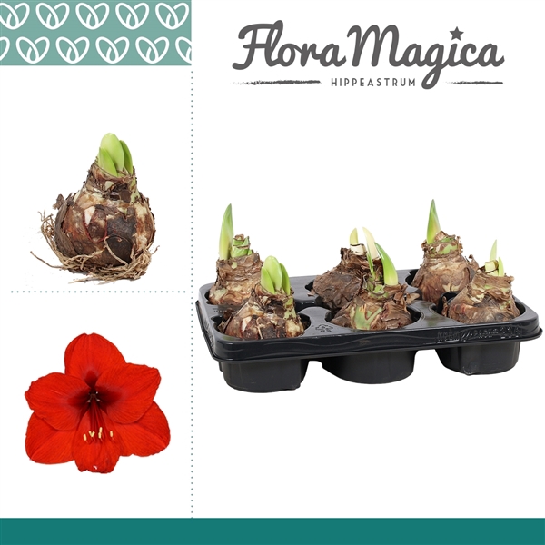 <h4>Hippeastrum 28/30 Red met 1/2 knop</h4>
