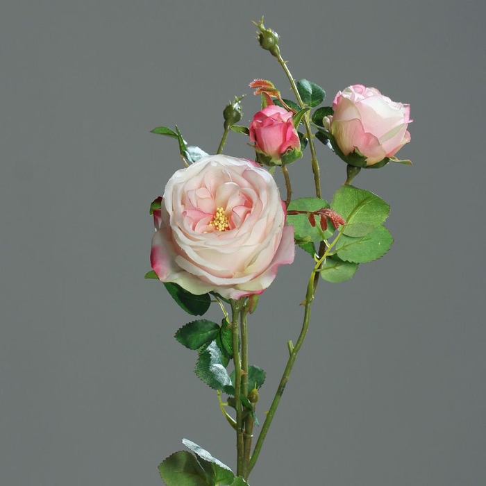 <h4>Af Rose X2 Bud 60cm Pink/white</h4>
