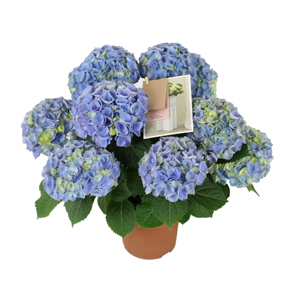 <h4>Hydrangea mac. Hi River Blue 5+ Flowers</h4>