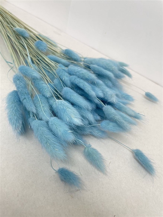 <h4>Dried Lagurus Bleached Light Blue Bs</h4>