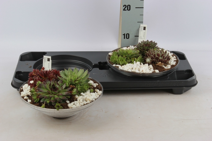 <h4>ARR SEMPERVIVUM</h4>