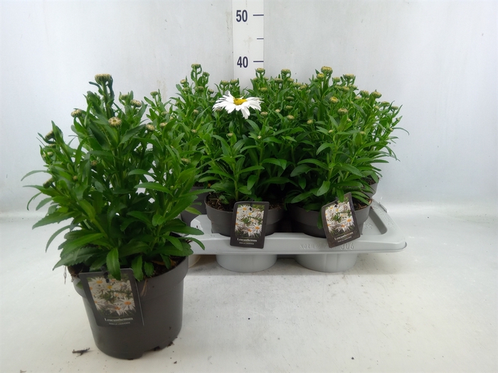 <h4>Leucanthemum Sup. 'ohh La Lagrande'</h4>