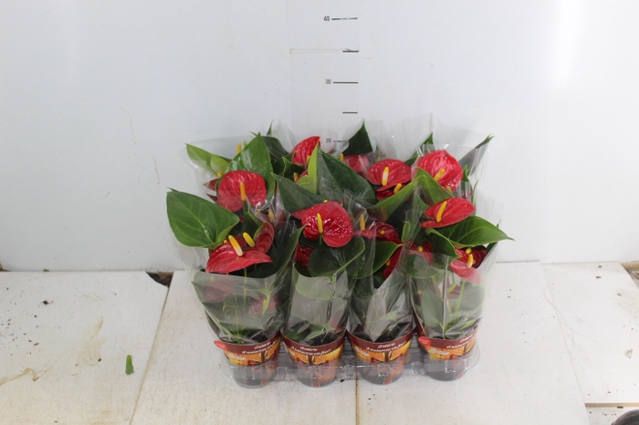 <h4>ANTHURIUM RED SUCCESS P09</h4>