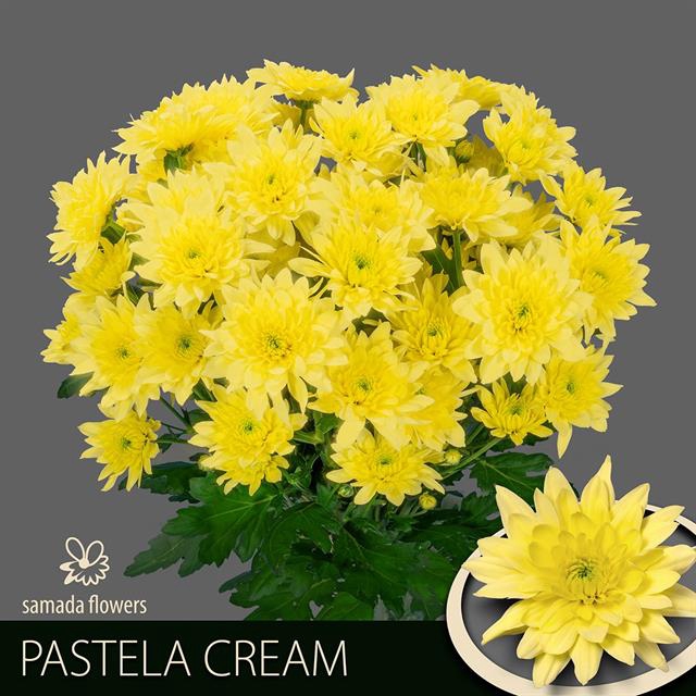 <h4>Chrys sp pastela cream</h4>