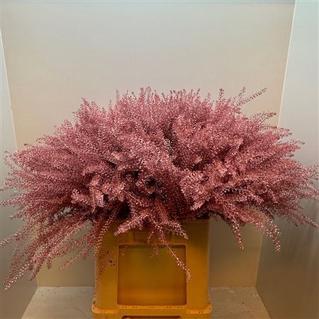 <h4>Lep Klb Light Pink</h4>