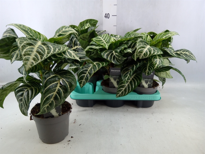 <h4>Aphelandra Squar. 'botanica'</h4>