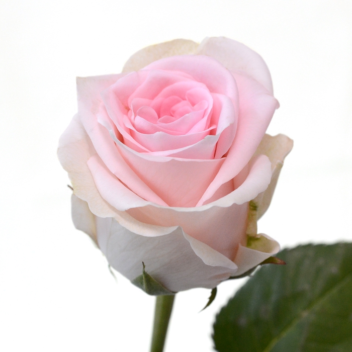 <h4>Rose Duchesse</h4>
