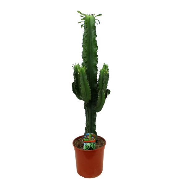 <h4>Euphorbia eritrea</h4>