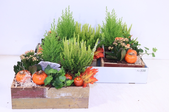 <h4>ARR TUINPLANTEN</h4>