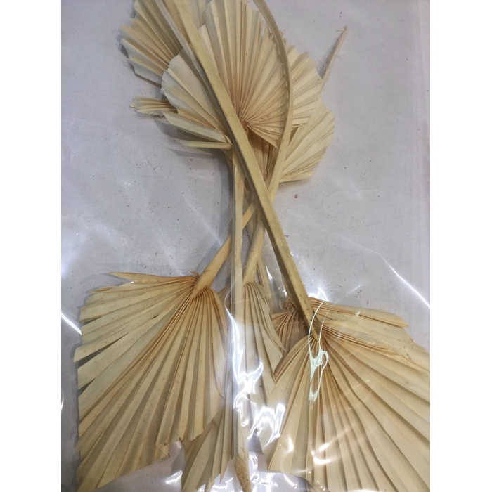<h4>DRIED FLOWERS - PALM SPEAR BLEACHED 7PCS</h4>