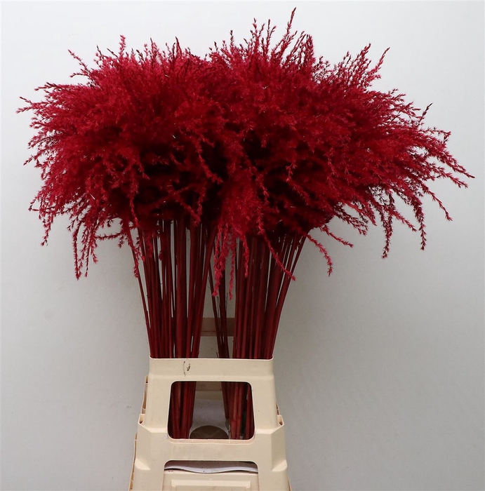 <h4>Dried Stipa Feather Bordeaux</h4>