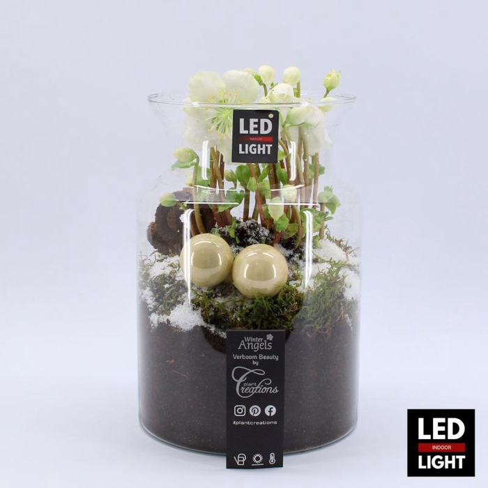 <h4>NHCR-2325LED Verboom Helleborus terrarium</h4>