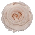 <h4>Rose Porcelain Fascination pres.</h4>