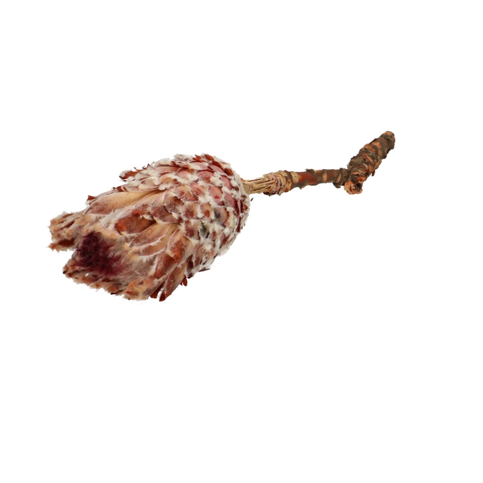 <h4>All Saints Barbigera 20-25cm</h4>