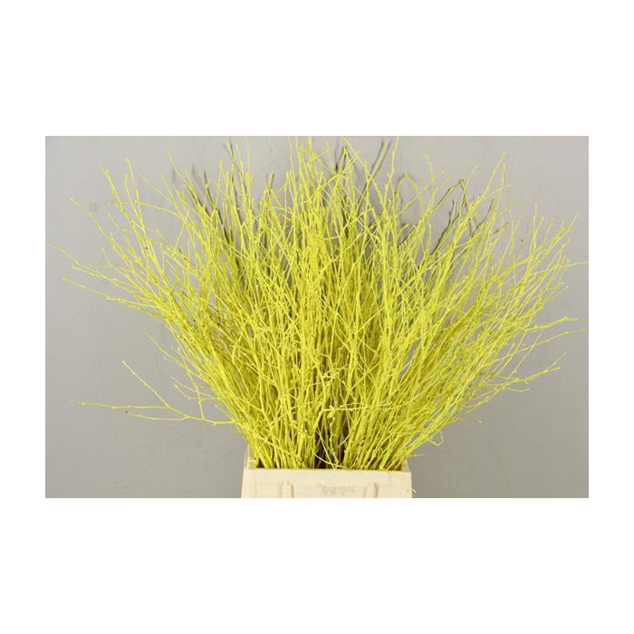 <h4>Betula Bs Paint Yellow Fst</h4>
