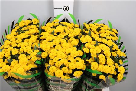 <h4>Chr S Aaa Aurinko</h4>
