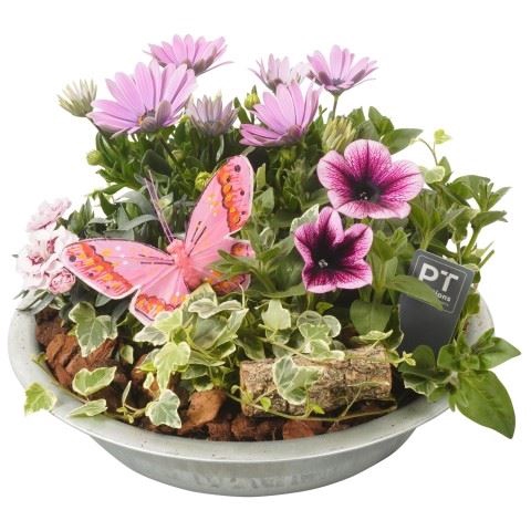<h4>Arr. Perkplanten L%</h4>
