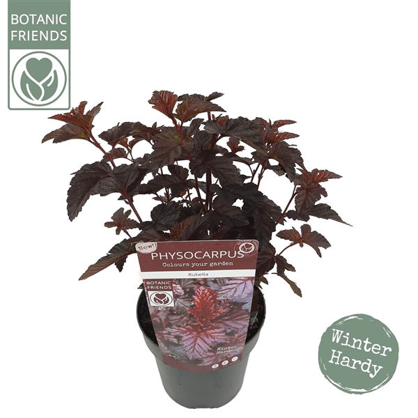 <h4>Physocarpus opulifolius 'Rubella'®</h4>