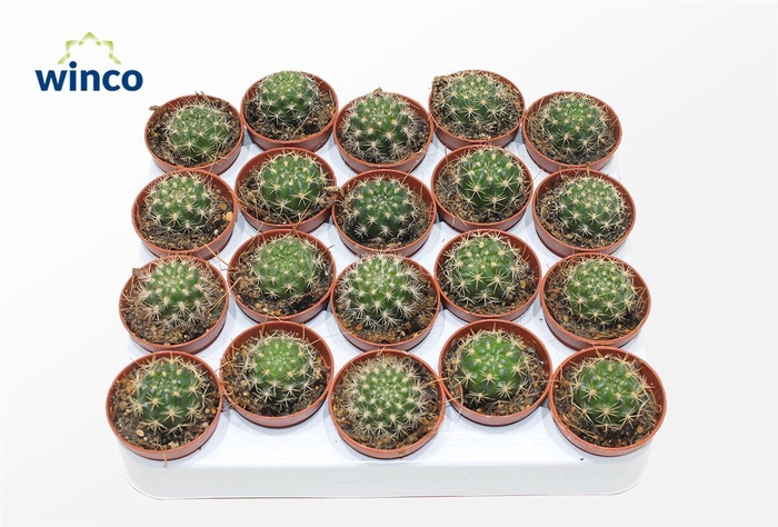 <h4>Cactus Ov</h4>