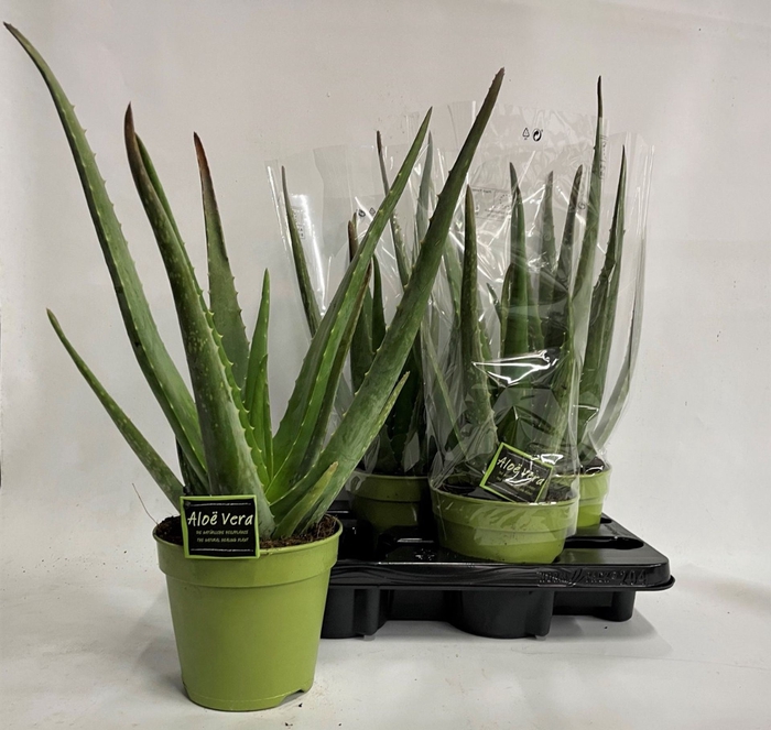 <h4>Aloe vera</h4>