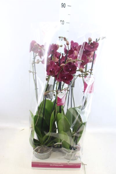 <h4>Phalaenopsis   ...red</h4>