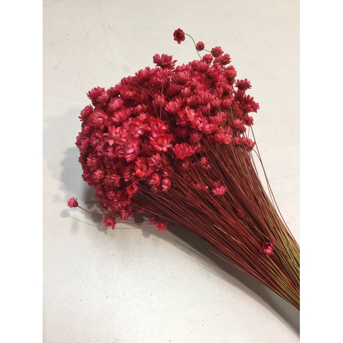 <h4>DRIED FLOWERS - GLIXIA RED 100GR</h4>