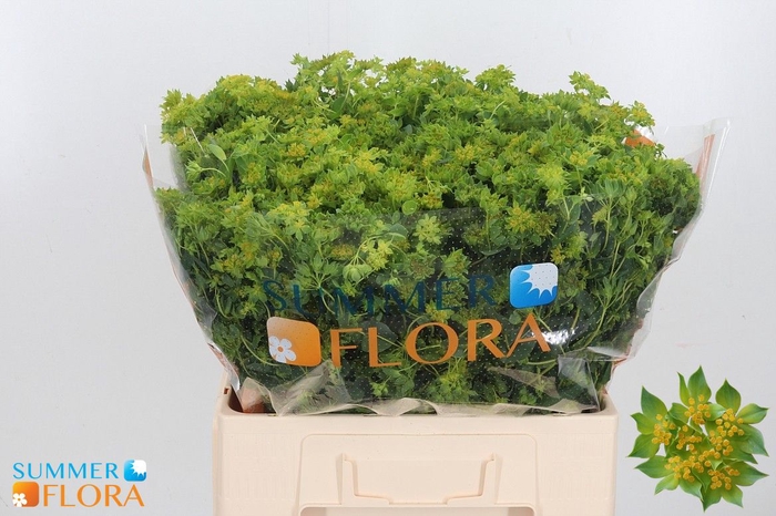 <h4>BUPLEURUM ROTUNDIFOL</h4>