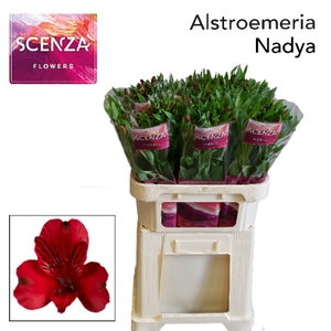 ALSTR NADYA Scenza