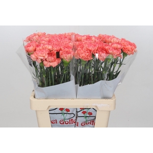 Dianthus St Goopy Geer