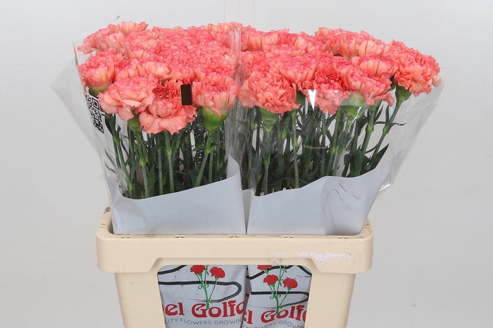 Dianthus St Goopy Geer