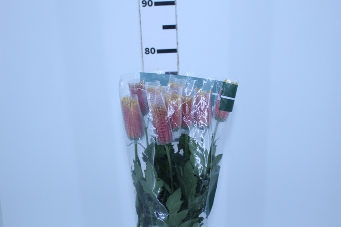 <h4>ANASTASIA CHISPA 080 CM BICOLOR</h4>