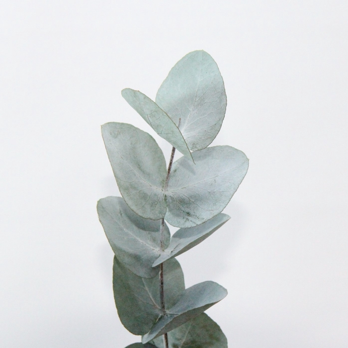 <h4>Eucalyptus Cinerea</h4>