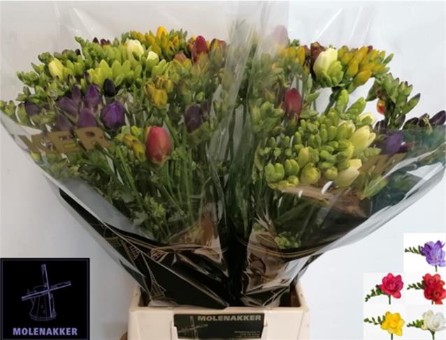 <h4>Freesia do mix</h4>
