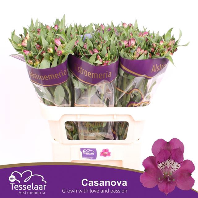 <h4>Alstroemeria casanova</h4>