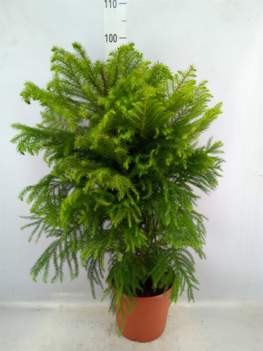 <h4>Araucaria Heterophylla</h4>