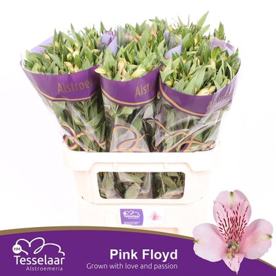 <h4>Alstroemeria pink floyd</h4>