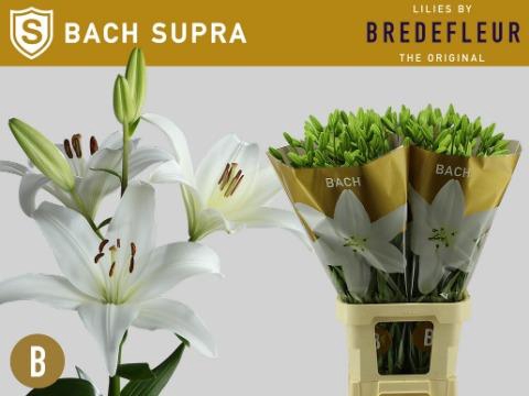 <h4>Lilium la bach supra</h4>