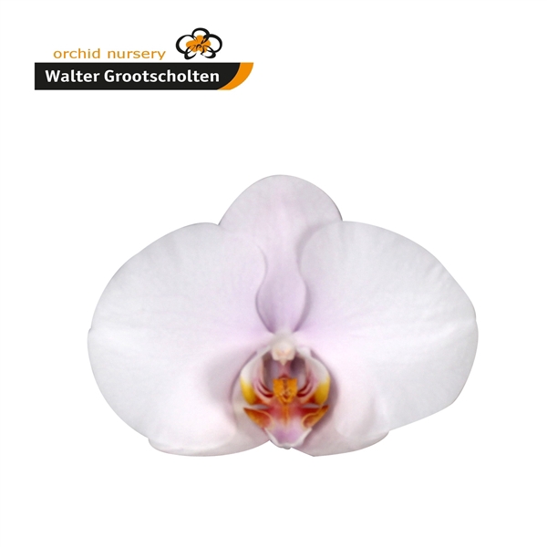 <h4>Phalaenopsis alpha (per stem)</h4>