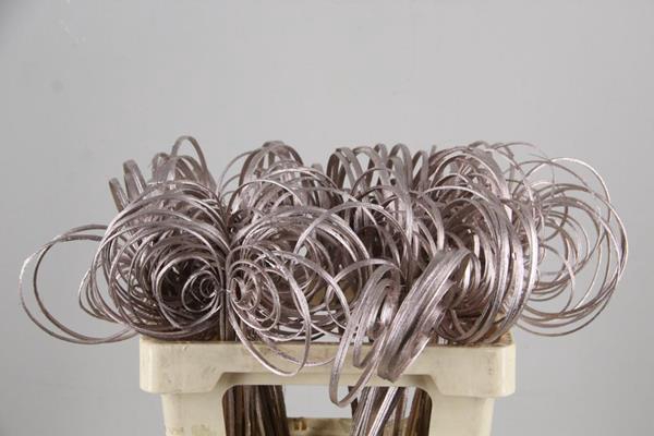 <h4>Stem Cane Coil Champagne</h4>