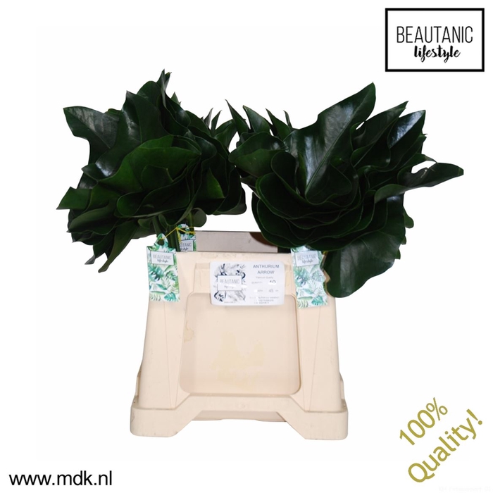 <h4>Leaf anthurium arrow</h4>