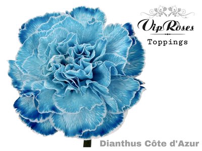 <h4>Dianthus st paint cote d azur</h4>