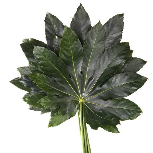 ARALIA CR 30CM G.B.