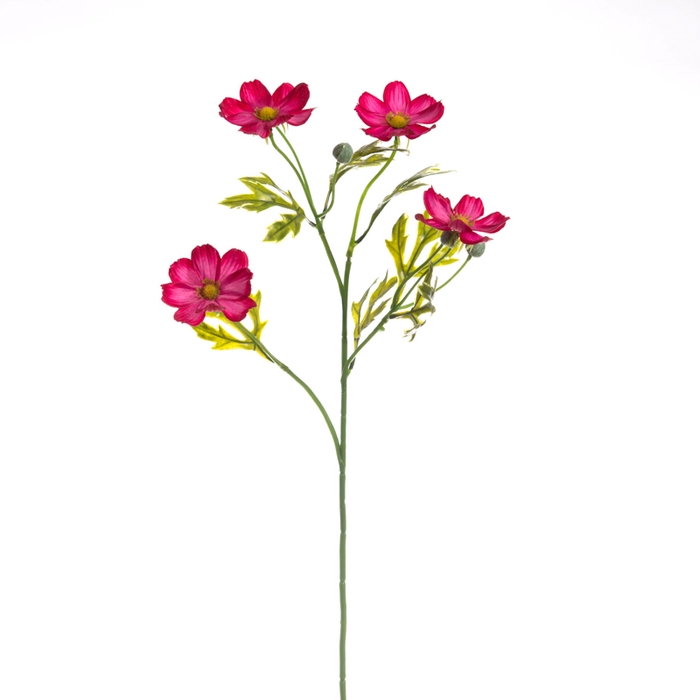 <h4>Af Cosmea L55cm Fuchsia</h4>