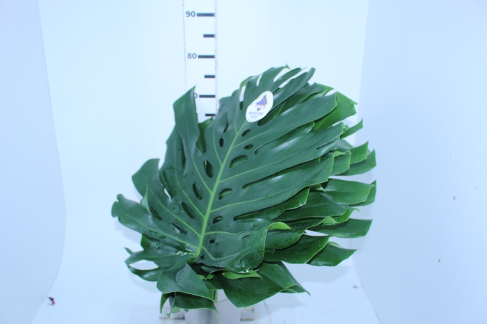 <h4>FOLH MONSTERA DELIC. 050 CM</h4>