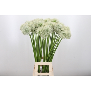 Allium Mount Everest