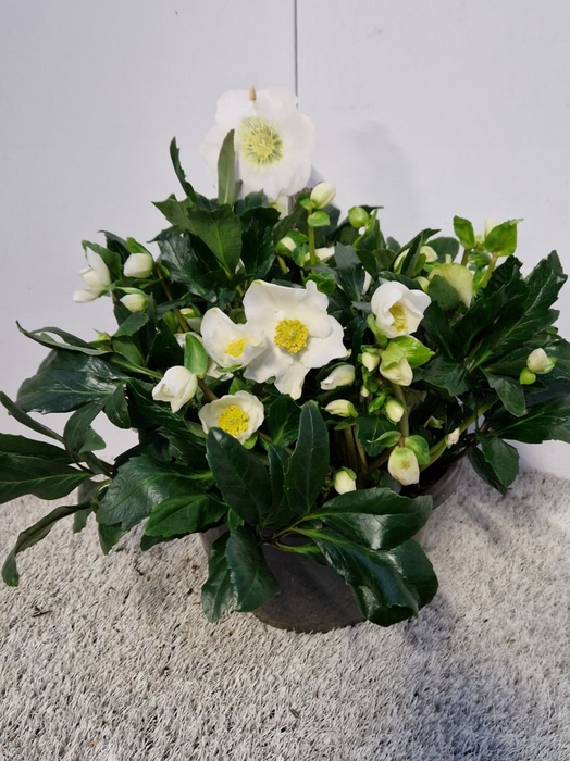 <h4>Helleborus niger WS Pure</h4>