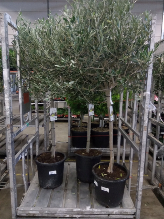 <h4>Olea Europaea</h4>